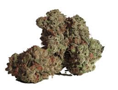 Limited Cultivar Series