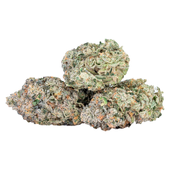 EXPO67: Kush Sorbet (Sunset Sherbet x Triangle Kush)