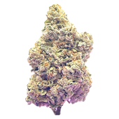 Royal Dive #7: Scarface OG