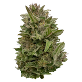 Pretty Chill Indica Pretty Chill Indica