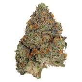 Blue Zushi (Zktlz x Kush Mintz) Blue Zushi (Zktlz x Kush Mintz)