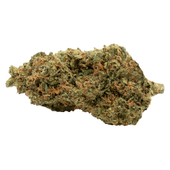 C99 Haze (Cinderella 99 x Haze) C99 Haze (Cinderella 99 x Haze)