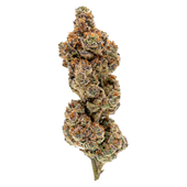 Payday Pack- Electric Honeydew