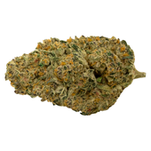 Cherry Tang (Cherry Pie x Tangie) Cherry Tang (Cherry Pie x Tangie)