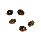 Pure CBD Raspberry Cheesecake Feminized Seeds