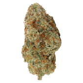 Myrtle Beach (Malibu x Cap Junky) Myrtle Beach (Malibu x Cap Junky)