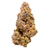 Garlic Fumez Dried Flower