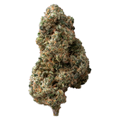 Sticky Bunz (Jet Fuel Gelato x Wedding Pie)