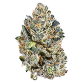 Indica (Triple Burger)