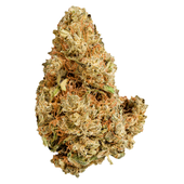 Purple Afghani (Afghani x Purple Kush)