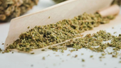 TOBA GROWN MILLED HYBRID Berry Breeze 4g