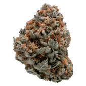 Black Domina