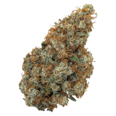 Natural History Limited Reserve Sativa