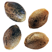 BC West Coast Feminized Seed Multi Pack