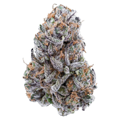 Hybrid (Neon Sunshine)