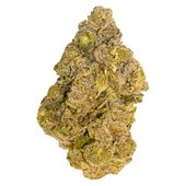 Cherry Ztripez (Lemon Cherry x Animal Z)