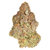 M'mosa (Purple Punch x Clementine) M'mosa (Purple Punch x Clementine)