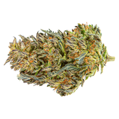 Frenchy Macaroni (Gelato 33 x French Cookies)