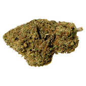 Pink Lemonade (Pink Kush x Lemon Skunk)