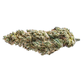 Blue Dream #16 (Blueberry x Haze)