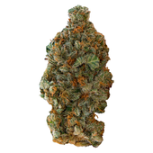 Girl Scout Cookies (OG Kush x F1 Durban)