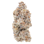 M'mosa (Purple Punch x Clementine))