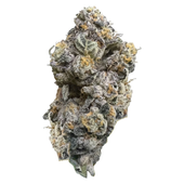 Royal Dive #3: Hindu Glue