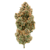 Organic Tangerine Sunrise Flower
