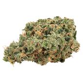 Ultra Jean-G Sativa