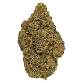 Chiqui Milkshake (Chiquita Banana x Kush Mints)