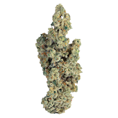 Miracle Mints (Alien Cookies x Kush Mints #11)