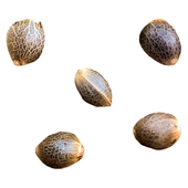 Pheno Hunt - Select Female Seeds