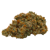 Lemon-Up (Lemon Tree x Purple Punch x Trop Cookies)