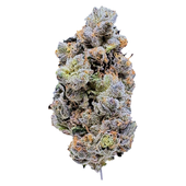 Platinum Blue Gellati