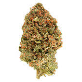 BC Organic Tea Time #7 (RS11 x Zktlz) BC Organic Tea Time #7 (RS11 x Zktlz)