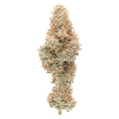 Mango Cake Dry Flower (Mango Taffie x Wedding Cake) | CBG: 4.9%