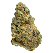 11 Week Pink 11 Week Pink