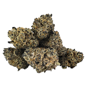 Rainbow Fuego (Rainbow Sherbet x Runtz)