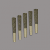 TOBA INDICA Variant Strain PR 10X0.5G
