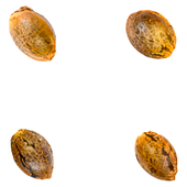 Crasher Breath (Fem Seeds)