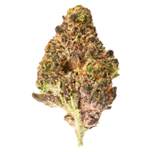 Frosted Lemons (Lemon Tree x Sherbet)