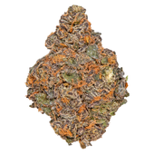 BEAVER TAIL (Pink Gelato x Kush Mints 11)
