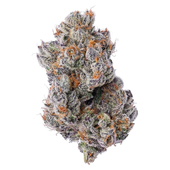 Purple Zushi Purple Zushi