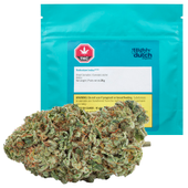 Rotterdam Indica
