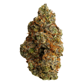 Johnny Cage (Guava x Primal Punch)