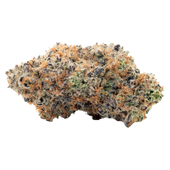 Coterie Alien Mintz Dried Flower