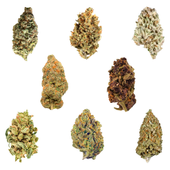 Dankmas Feast Variety Pack | 8x3.5g Dankmas Feast Variety Pack | 8x3.5g