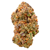 Watermelon Mojo ZKTLZ (Watermelon Zktlz x Tahoe Hydro OG)