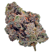 Royal Dive #4: Goofiez