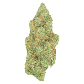 Critical Diesel